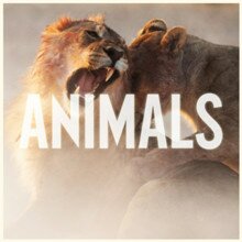 Maroon 5 - Animals, перевод и клип